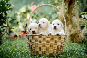 animals dog1