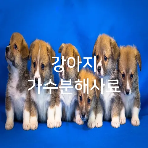 강아지 가수분해사료