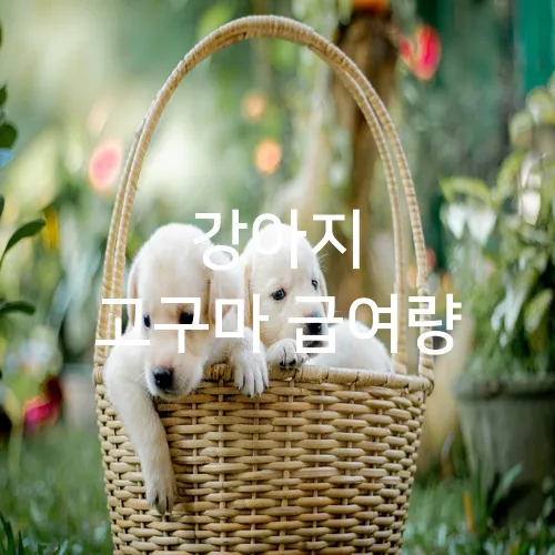 강아지 고구마 급여량