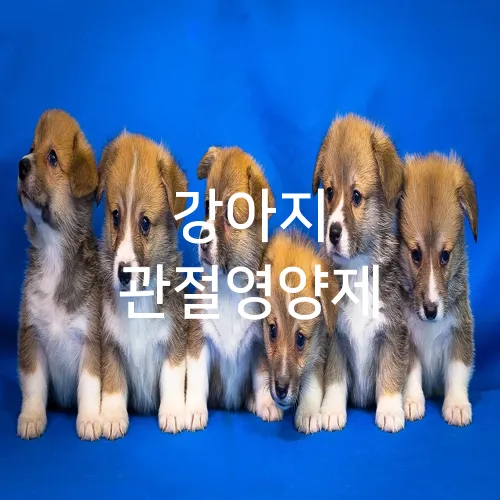 강아지 관절영양제