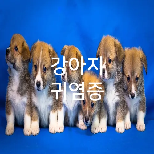강아지 귀염증