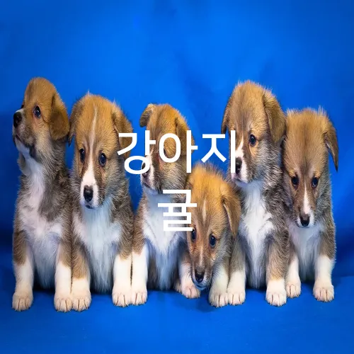 강아지 귤