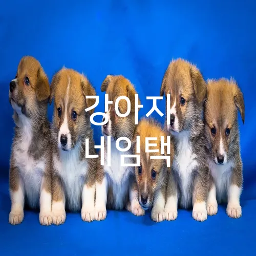 강아지 네임택