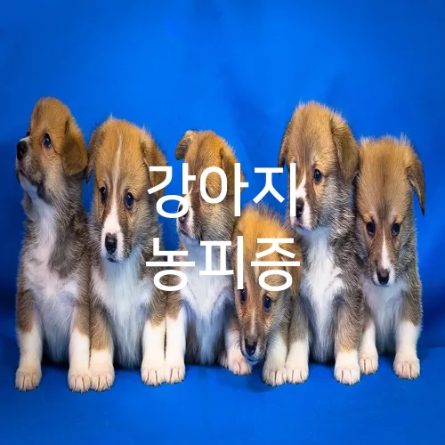 강아지 농피증