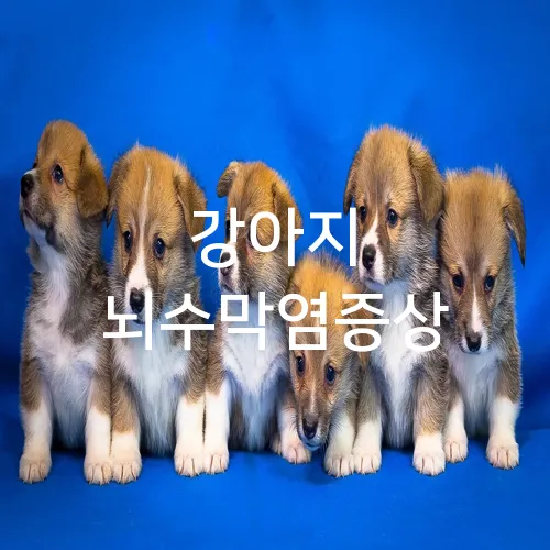 강아지 뇌수막염증상