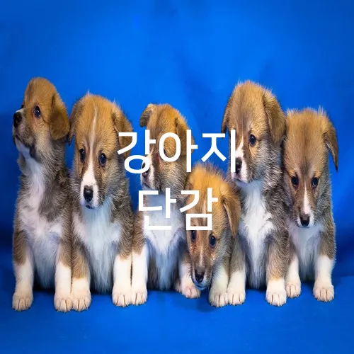 강아지 단감