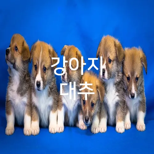강아지 대추
