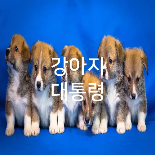 강아지 대통령