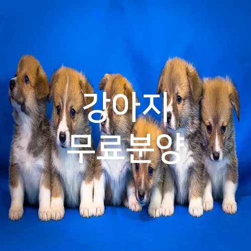 강아지 무료분양