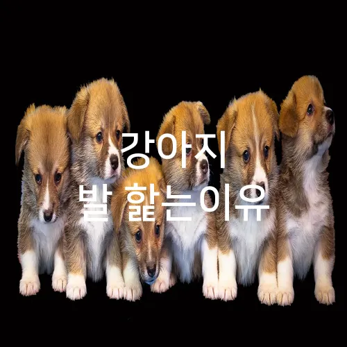 강아지 발 핥는이유