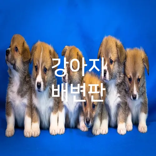 강아지 배변판