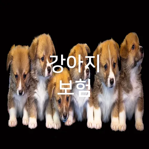 강아지 보험