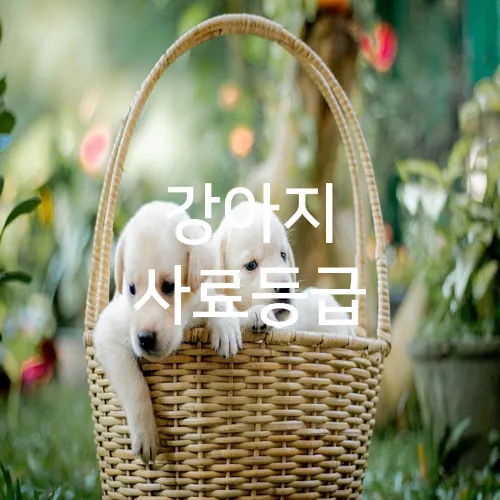 강아지 사료등급