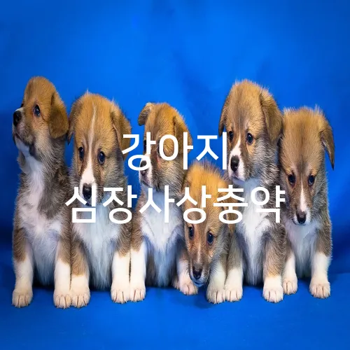 강아지 심장사상충약