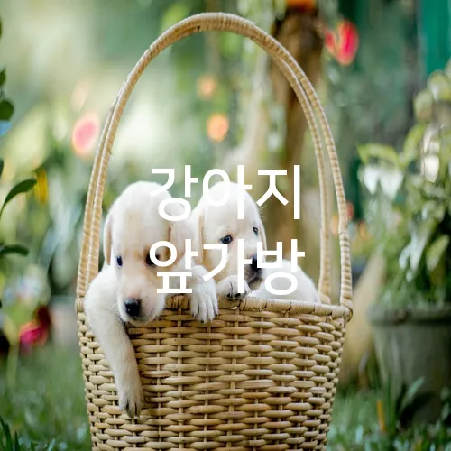 강아지 앞가방