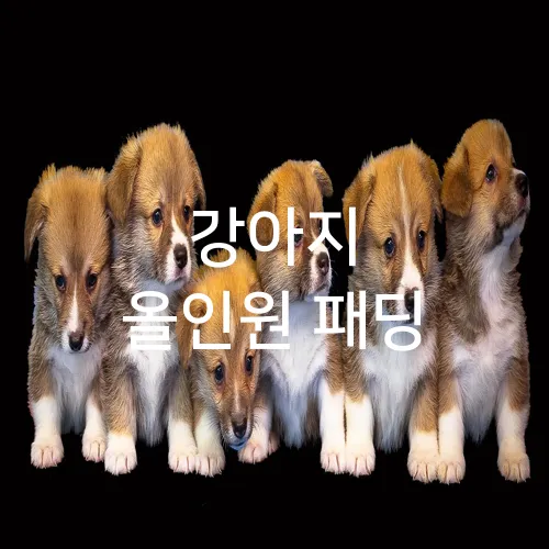 강아지 올인원 패딩