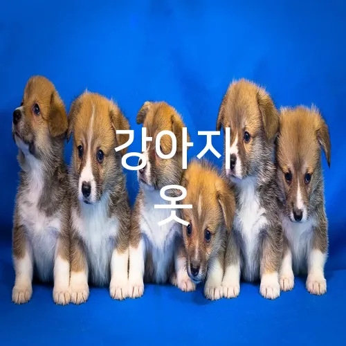 강아지 옷