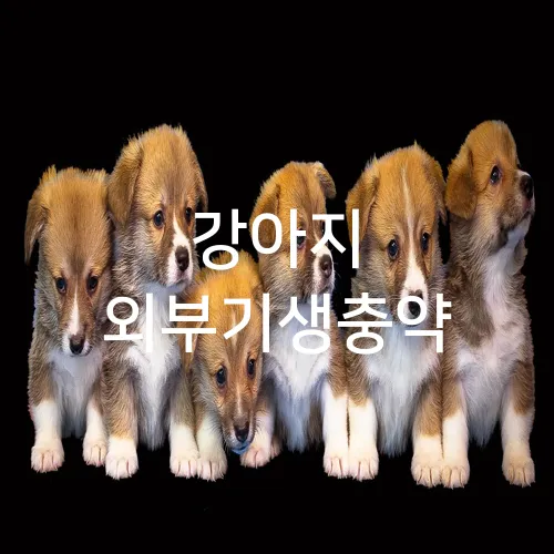 강아지 외부기생충약