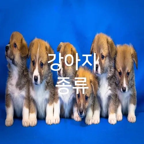 강아지 종류