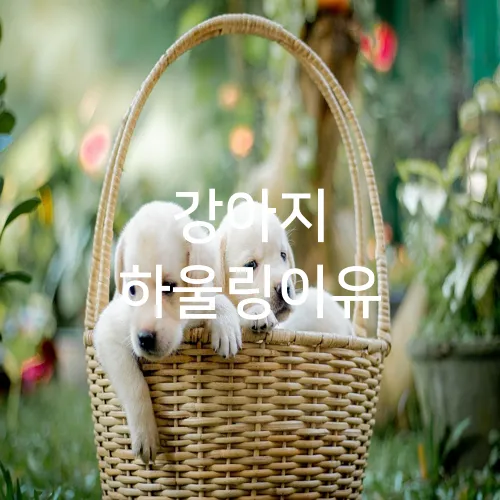 강아지 하울링이유