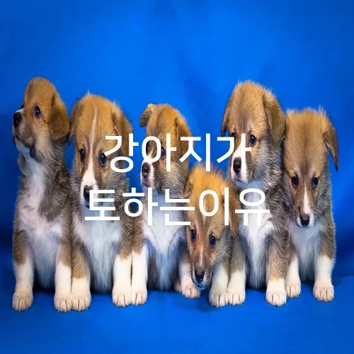 강아지가 토하는이유