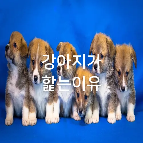 강아지가 핥는이유
