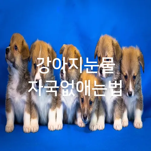 강아지눈물 자국없애는법