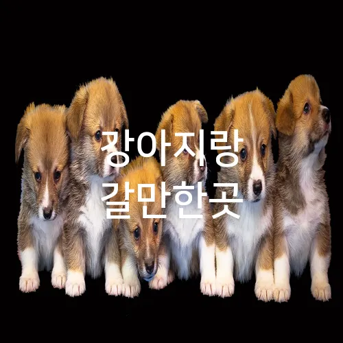강아지랑 갈만한곳