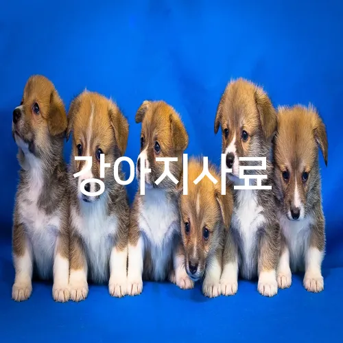 강아지사료