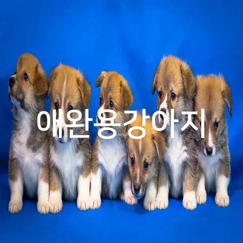 애완용강아지