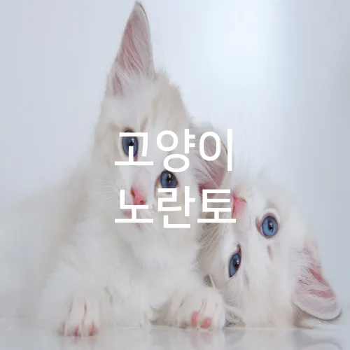 고양이 노란토