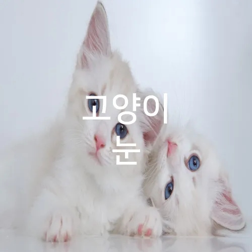 고양이 눈