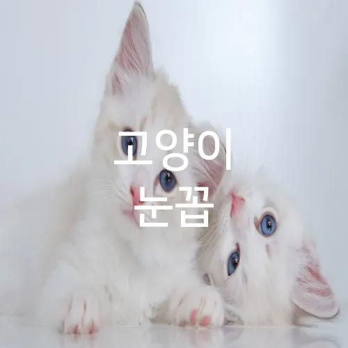 고양이 눈꼽