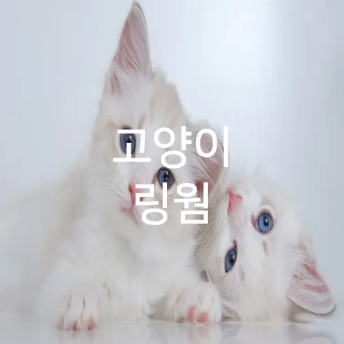 고양이 링웜
