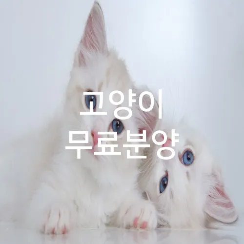 고양이 무료분양