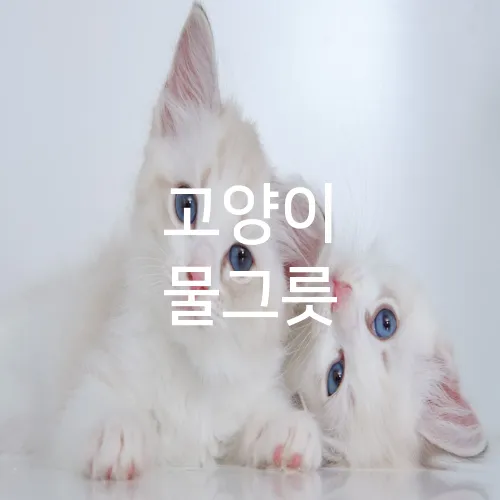 고양이 물그릇