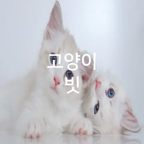 고양이 빗