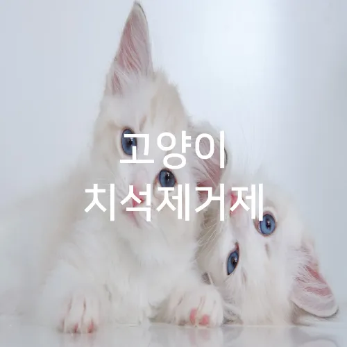고양이 치석제거제