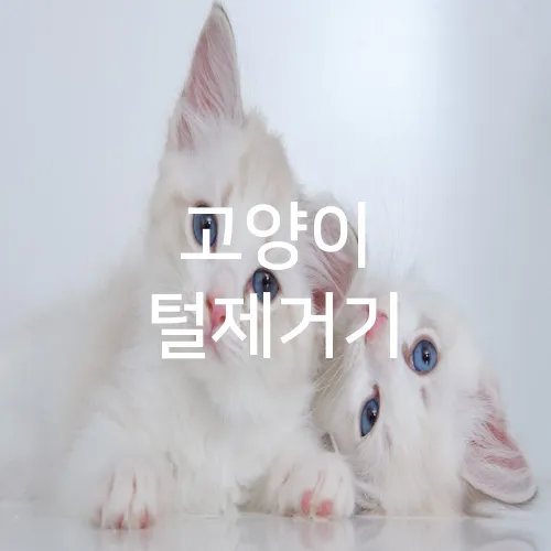 고양이 털제거기