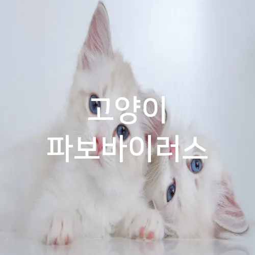 고양이 파보바이러스
