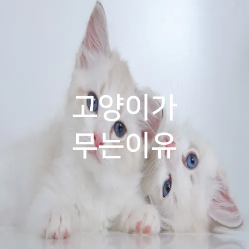 고양이가 무는이유