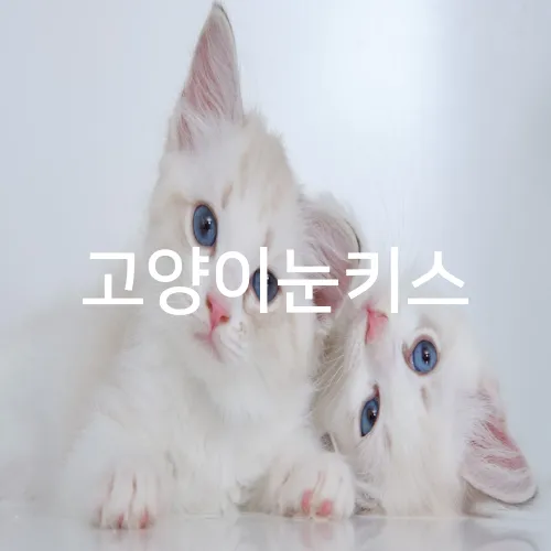 고양이눈키스