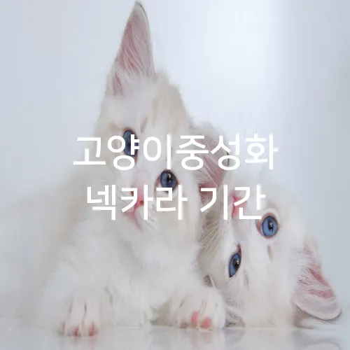 고양이중성화 넥카라 기간