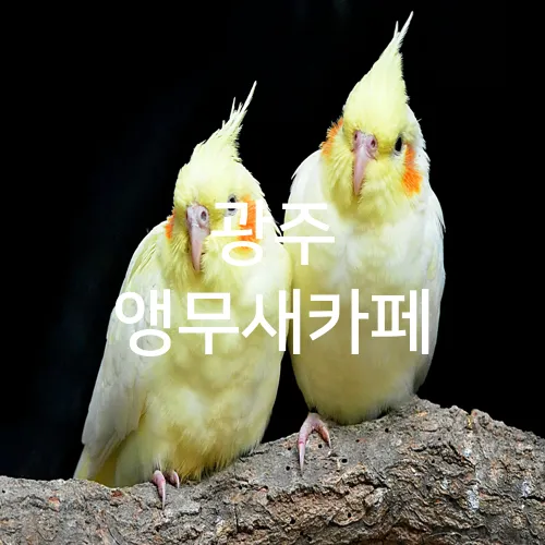 광주 앵무새카페