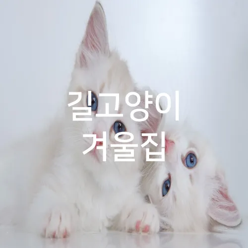 길고양이 겨울집