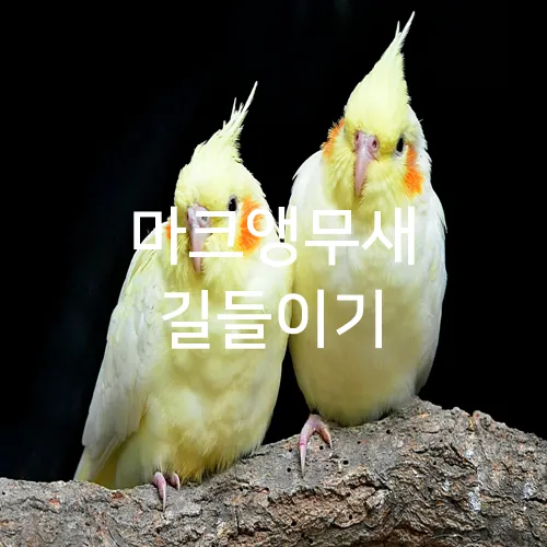 마크앵무새 길들이기