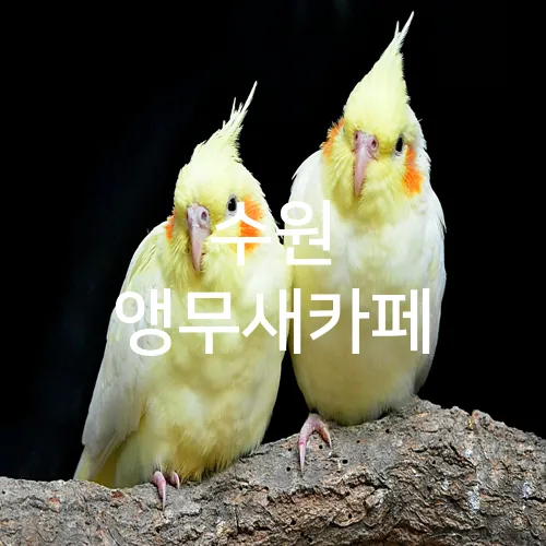 수원 앵무새카페