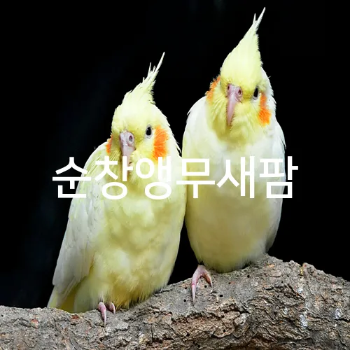순창앵무새팜