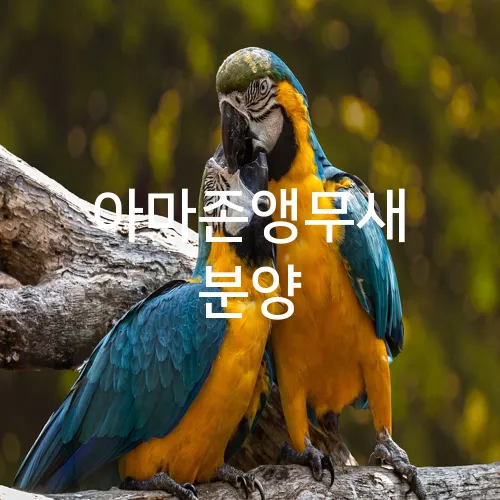 아마존앵무새 분양