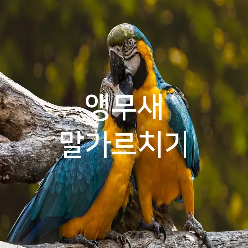 앵무새 말가르치기